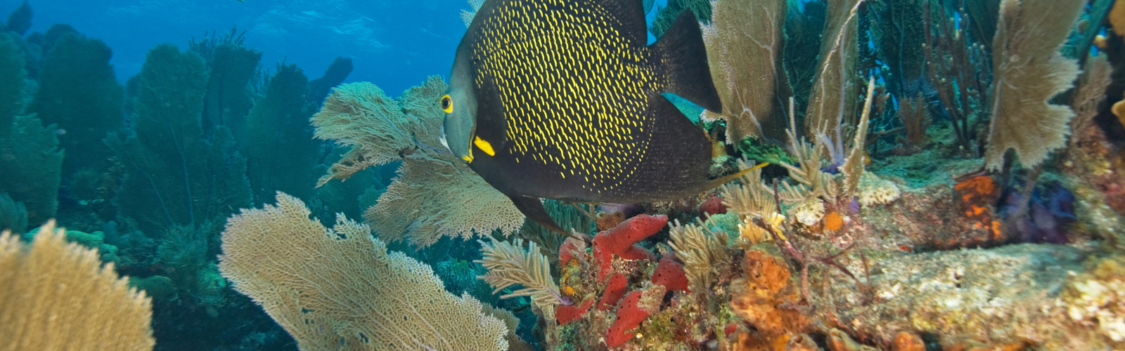 An underwater view of a medium-sized black fish with yellow highlights, swimming through coral.