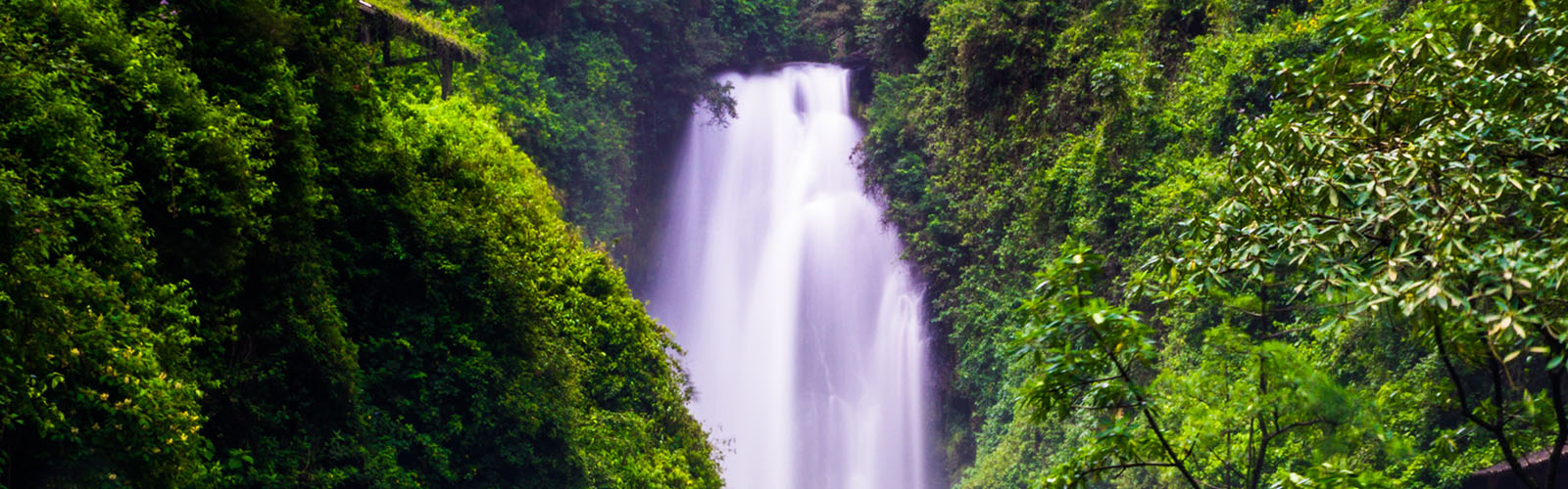 A waterfall is rushing between crowded trees and other plants.