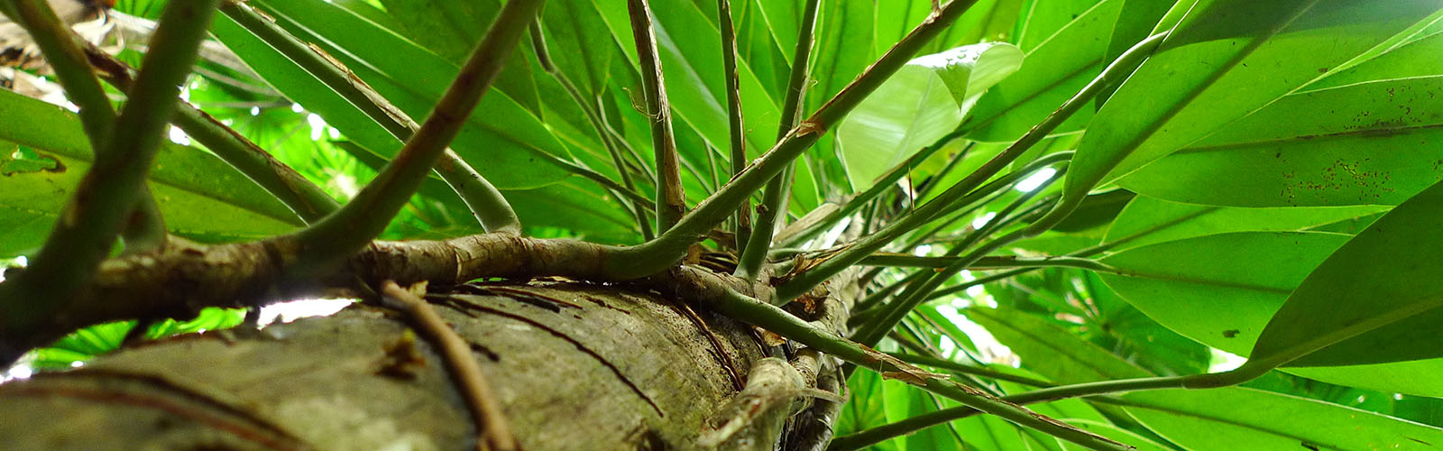Zoomed in view of a tree trunk. Vibrant leaves are spitting out in all directions.