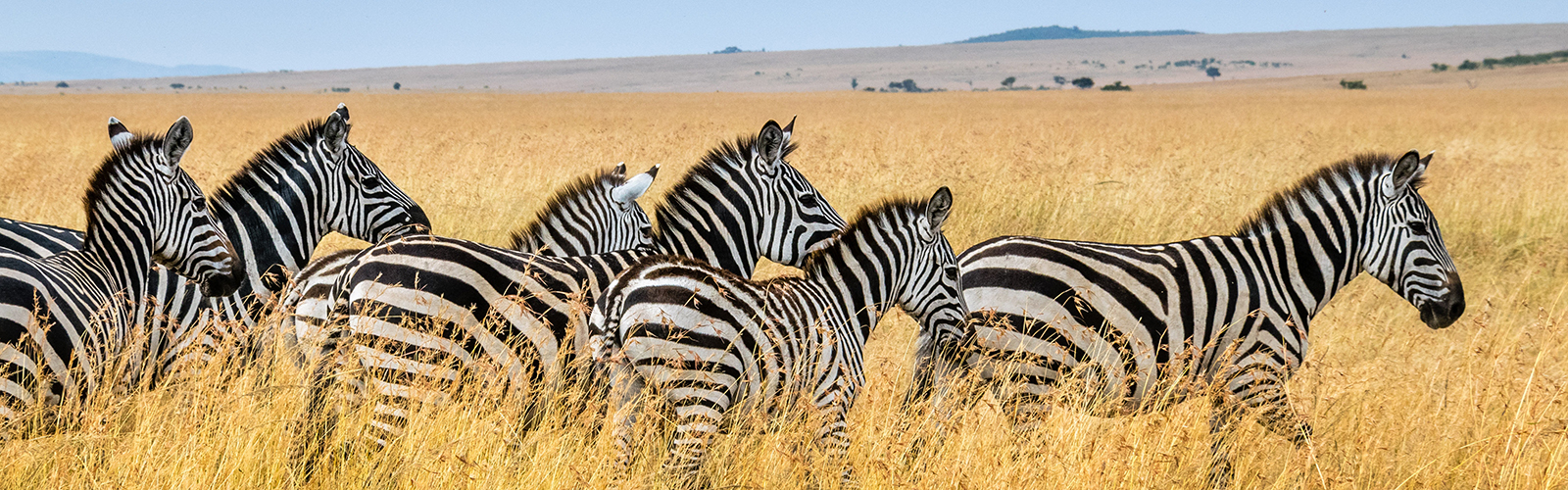 Six large zebras wade through tall, yellow grass. 