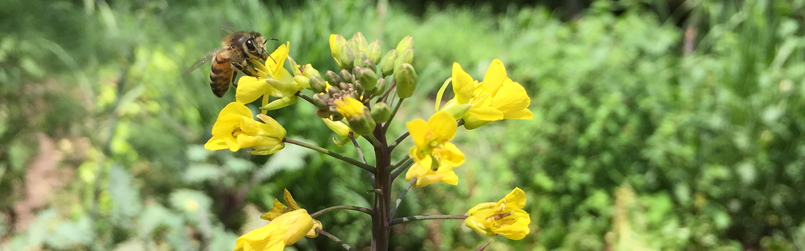 Ecuador, Multiple, UW Wellbeing through Indigenous Knowledge and Environmental Health