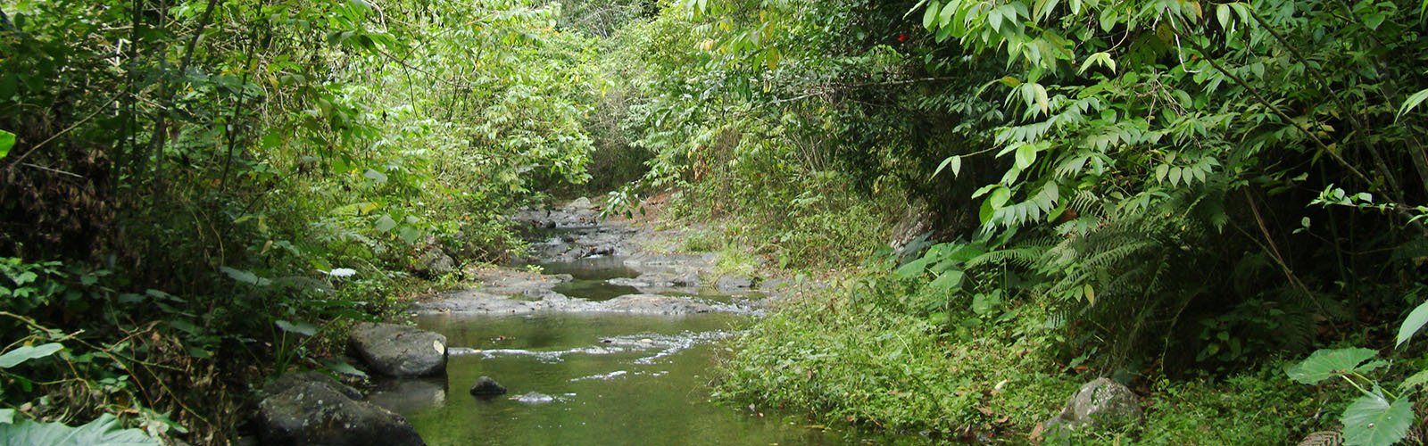View of the rainforest with a small body of water in the middle. The water is surrounded by lush greenery.