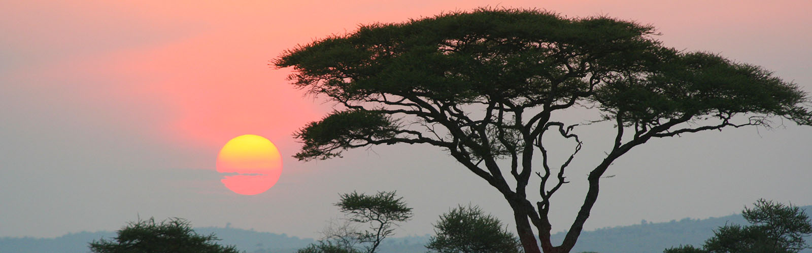 A large tree, with the sun, dark orange and low to the horizon, behind it.