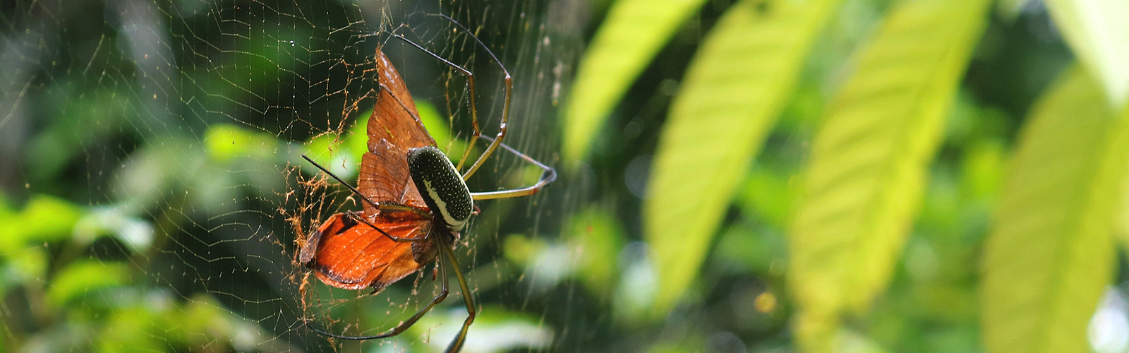 Ecuador, Multiple, UW Ceiba Rainforest and Coral Reefs FIG Field Expedition