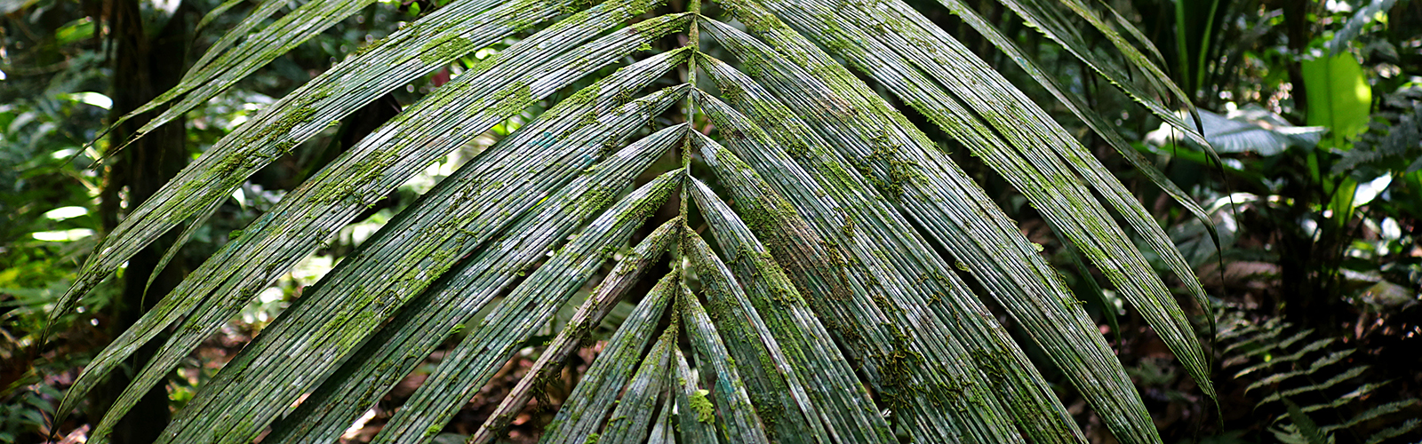 Ecuador, Multiple, UW Ceiba Rainforest and Coral Reefs FIG Field Expedition