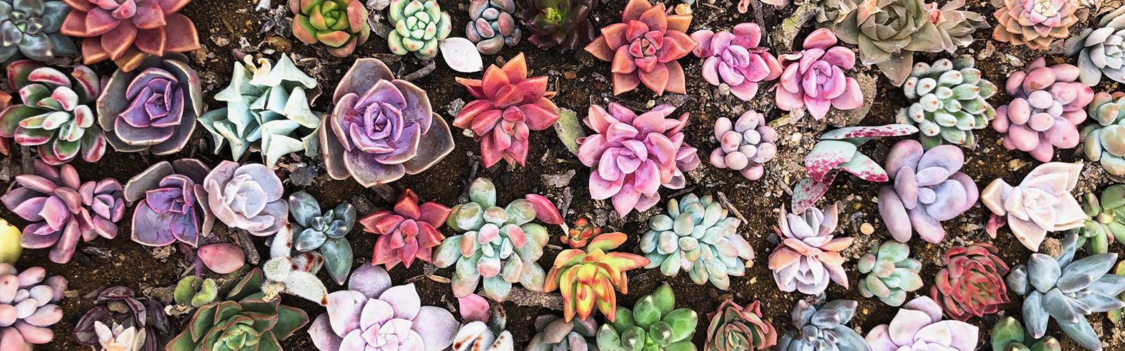 Vibrant collection of succulents are squished together.