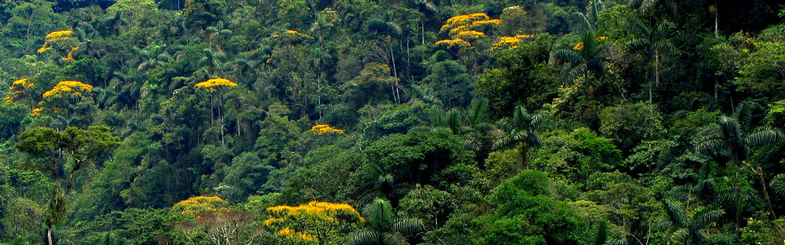 Dense rainforest canopy viewed at a distance.