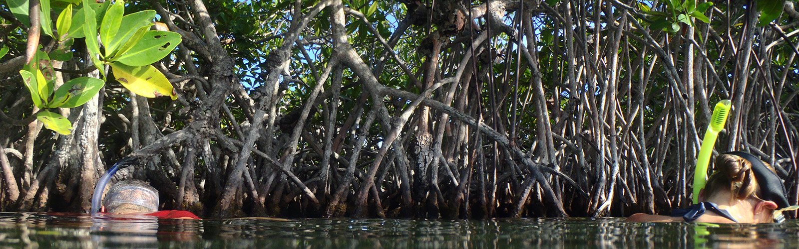 Belize, Southwater Caye, UW Ceiba Rainforest and Coral Reefs FIG Field Expedition