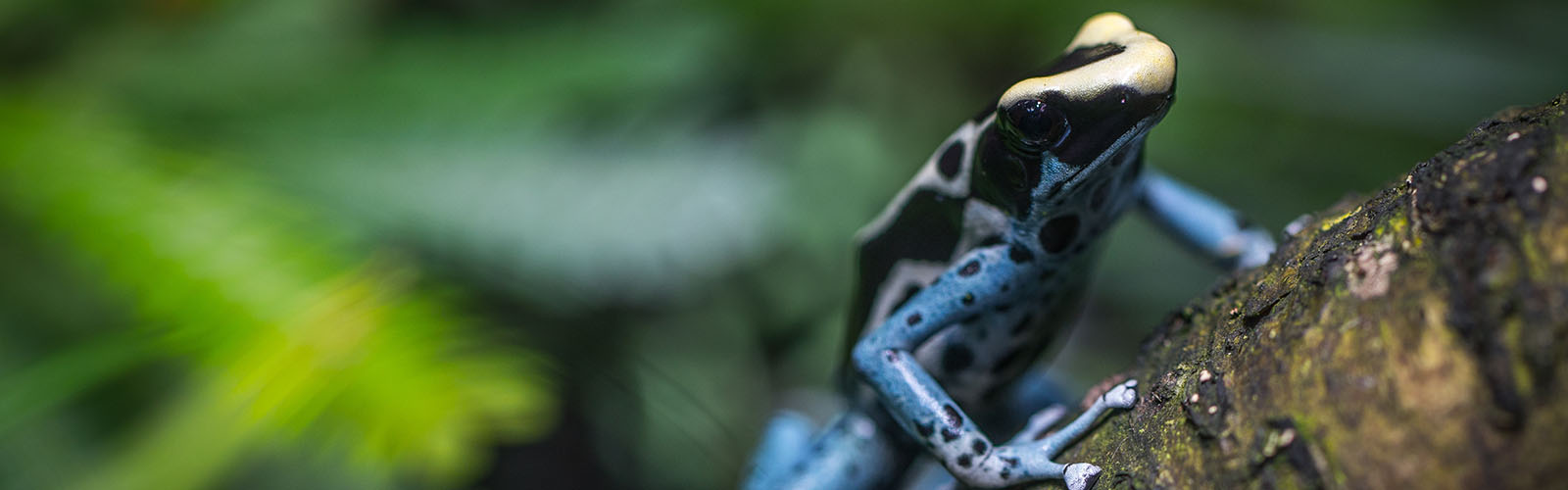 A small jungle frog sits on a branch. the rest of the forest is blurred out.