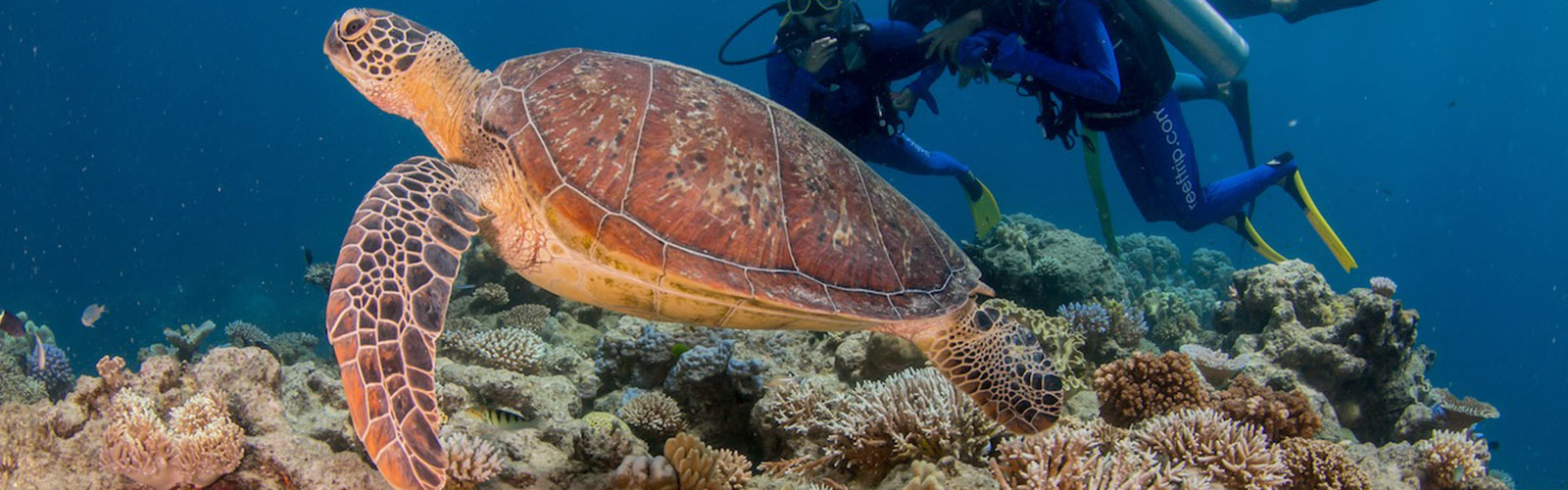 Turtle swimming in the Great Barrier Reef with two students behind it observing.