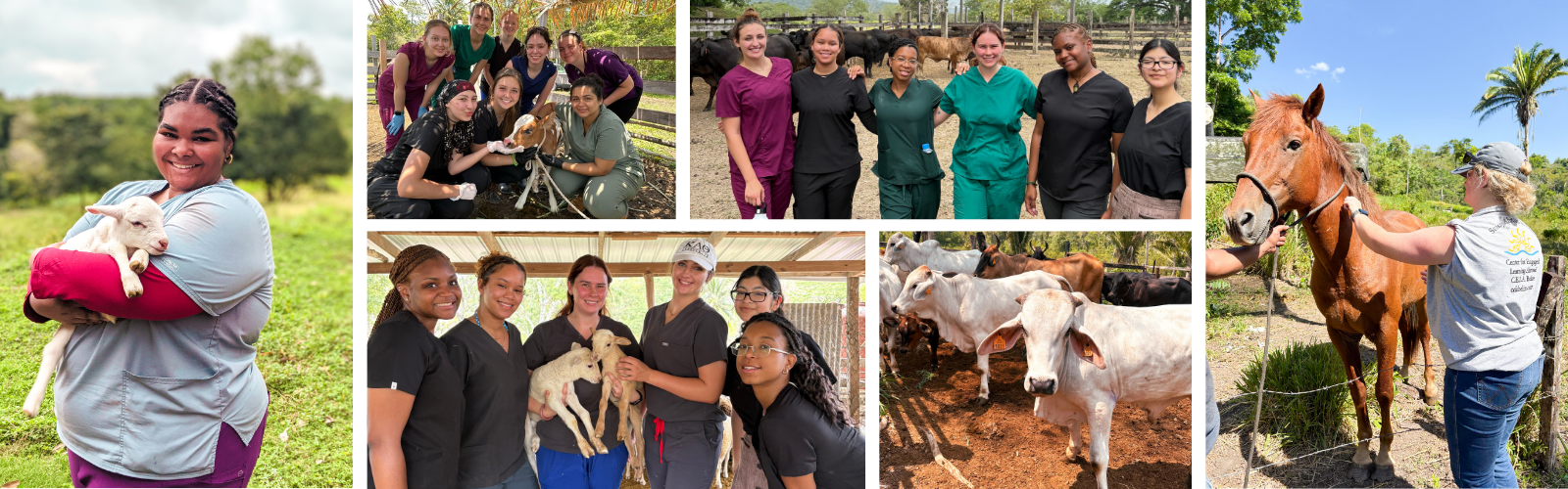 A collage of 6 images that show students handling lambs, cows, and horses on a farm in a tropical climate.