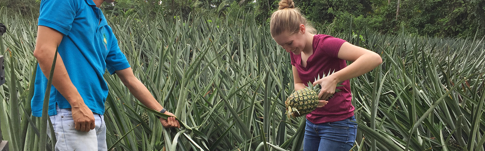 A student has picked a pineapple out of the ground. Another person is helping the student. They are both looking down at the pineapple.
