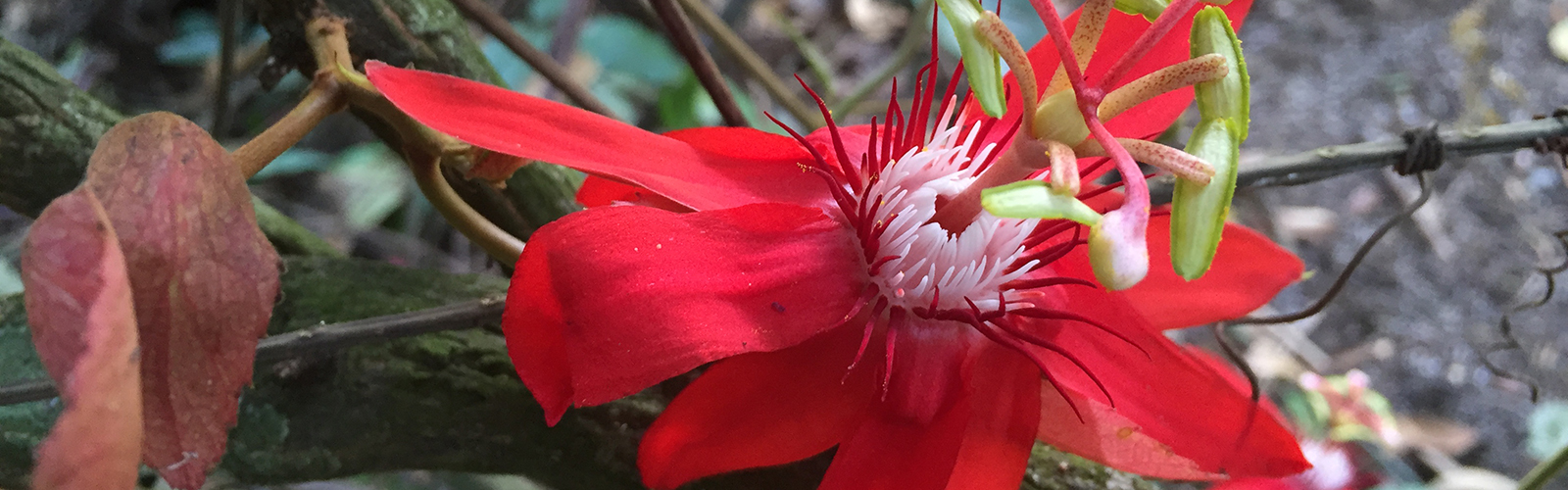 Vibrant flower in the forest. The background is blurred.