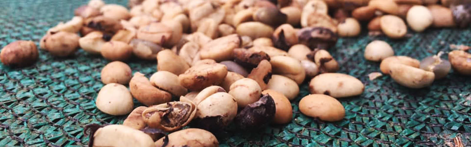 Magnified array of nuts. Some are more blurry towards the background.