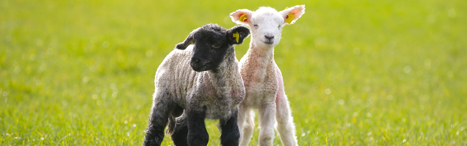 Two lambs stand in a grassy field. 