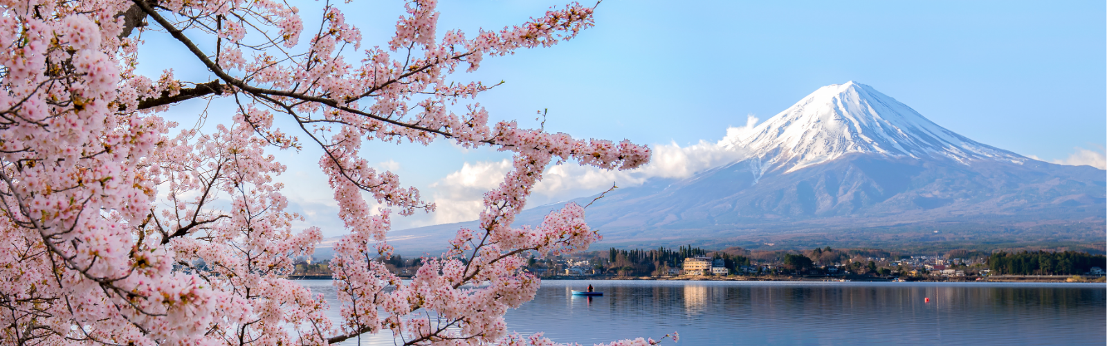 Cherry blossoms in full bloom frame a tranquil lake with Mount Fuji in the background. 