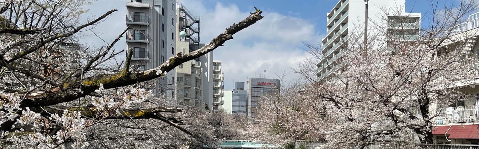 Sakura blossoms sit in the foreground in front of various skyscrapers. 