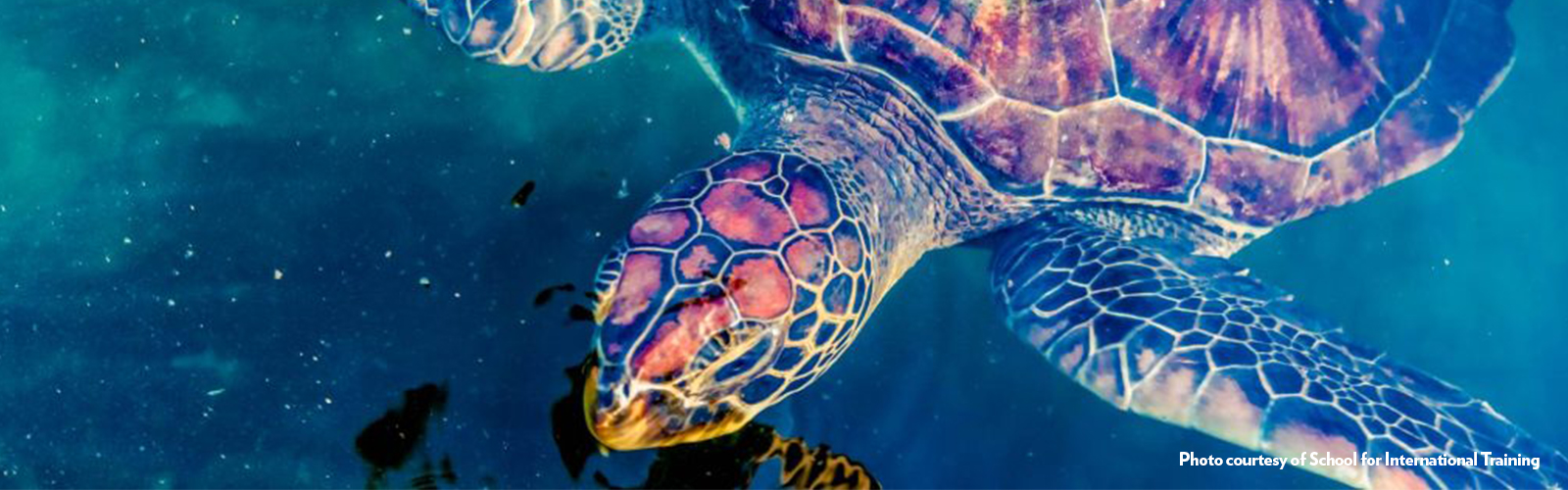 A sea turtle near the water's surface.