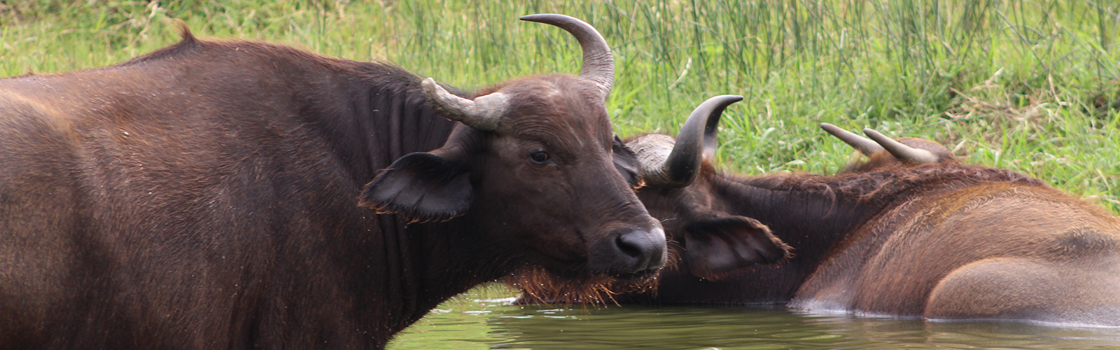 Three large cows submerged up to their chests in water. A grassy bank is just behind them.