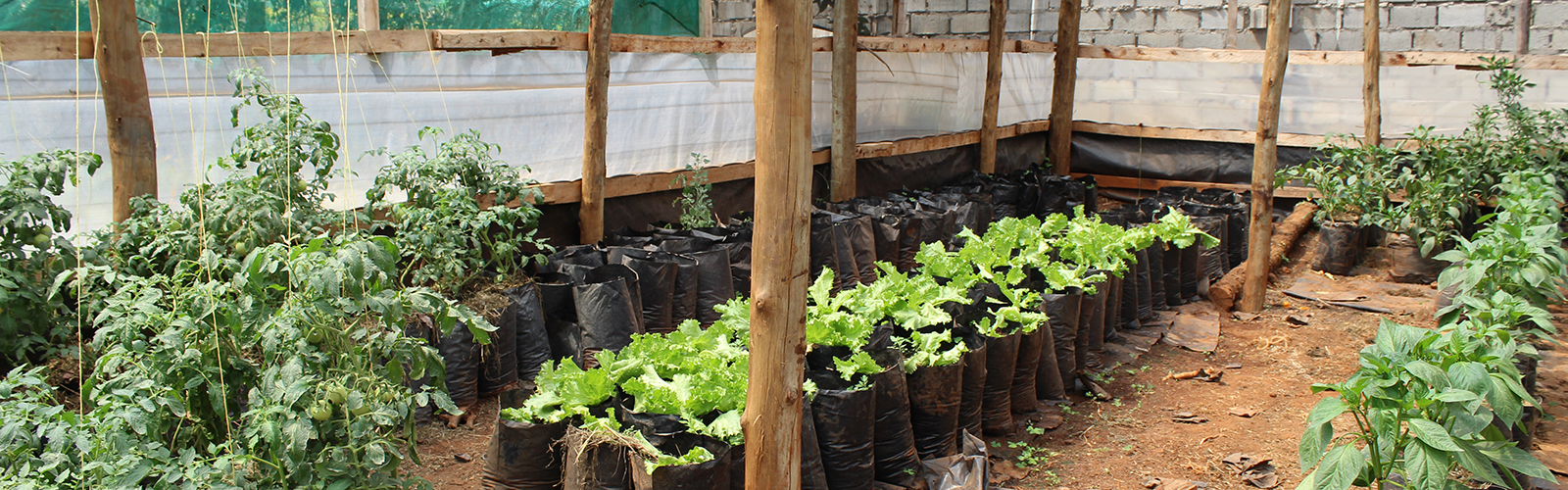 Dozens of potted plants enclosed by a stone wall.
